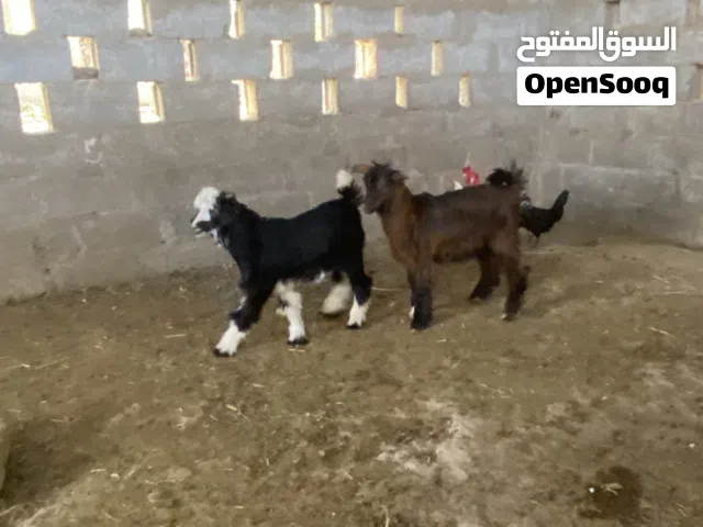 للبيع جدايا لذبح او التربيه واحد مخصاي