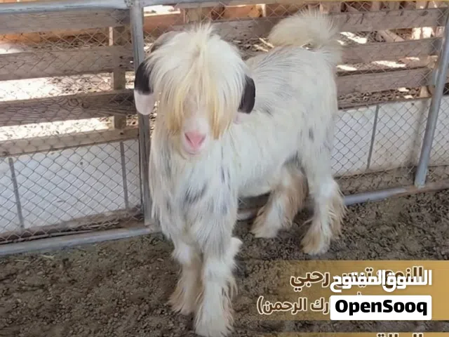 اموره طيبه