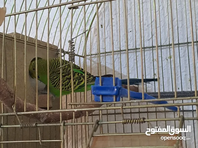 جوز حب شغالات بصلاه على النبي