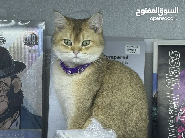 سكوتش ستريت ny12 نثيه فول لعوبه او فول نقاوه طالبه تزاوج جايبه بطن وحده العمر سنه ونص