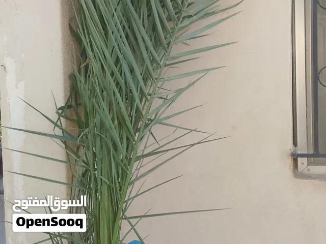شجرة نخيل تمر