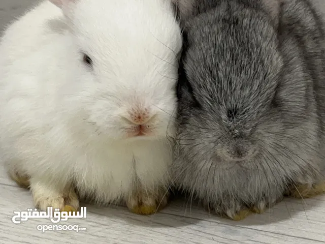 Rabbits for sale 10 kd