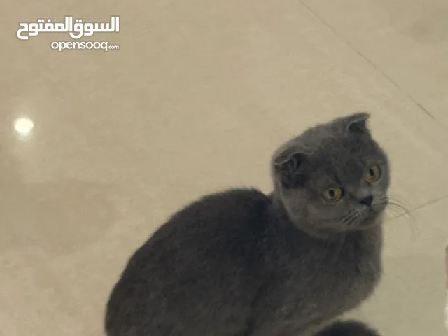 Grey British short hair and Scottish fold