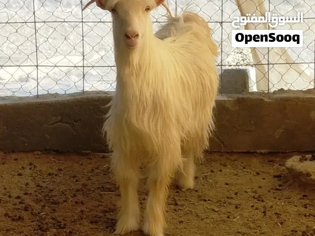 تيوس فحول ماشاءالله