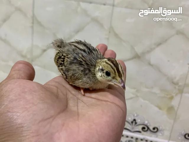 حجل عراقي زوج ب25