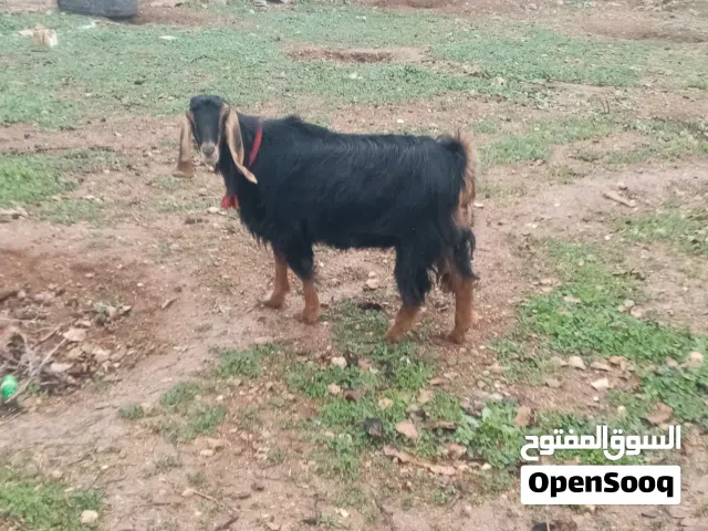 عنزه درارر على الميلاد