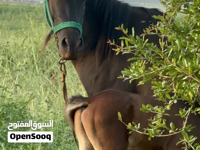 خيل عربي اصيل