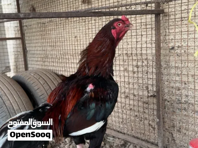 ديك باكستاني بعين وحده للانتاج فقط