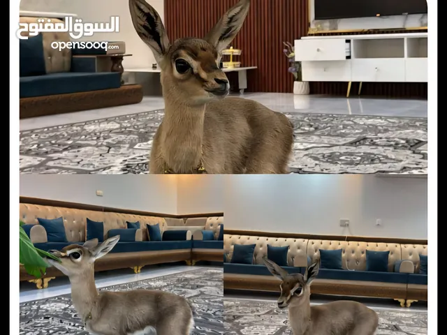 ذكر غزال للبيع