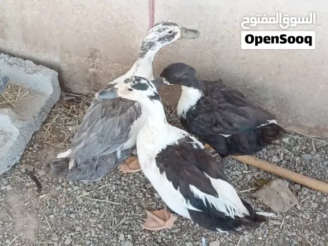بط عماني ،،بط مصري مسكوفي