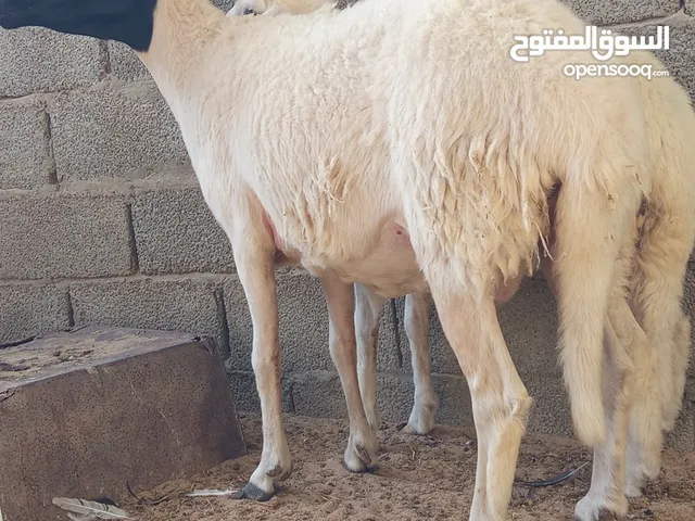 بسم الله ماشاء الله