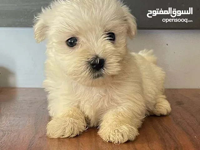 كلبة مالطي انثى
