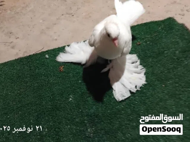 طرف اصباني الله إيبارك السعر حررررررق50