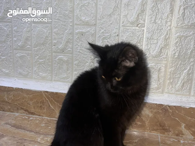 قطه نوعها ماين كون