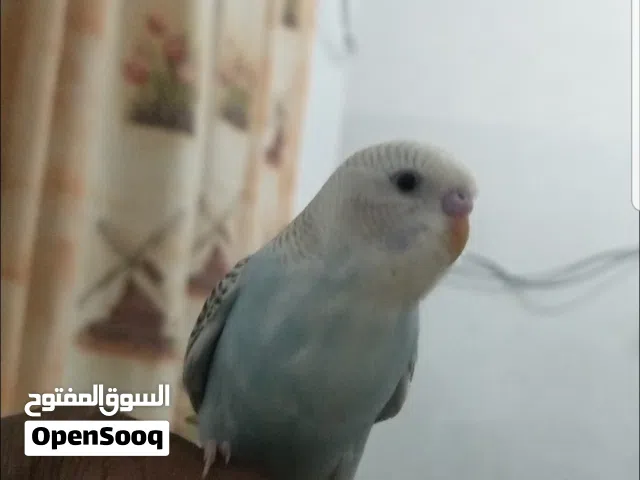 طيور بادجي اليفه جدا سعر الطير الواحد 7الف ريال