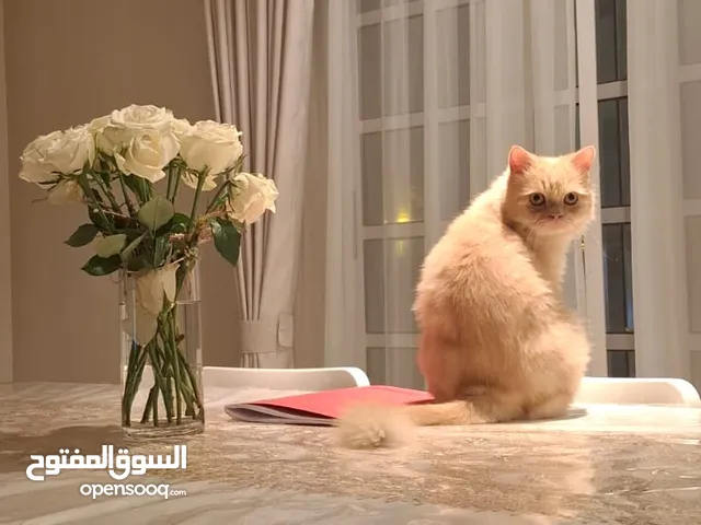 Persian lovely cat for adoption