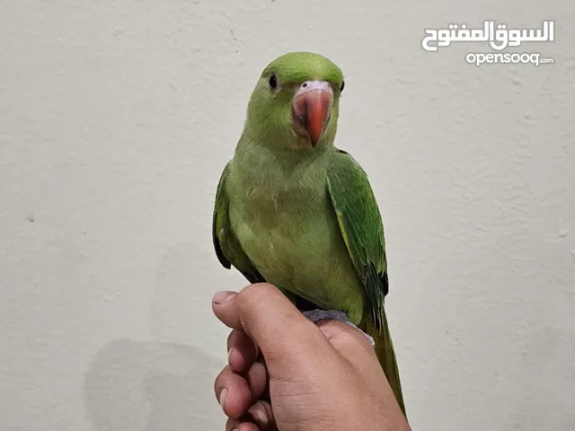 للبيع متو أليفة