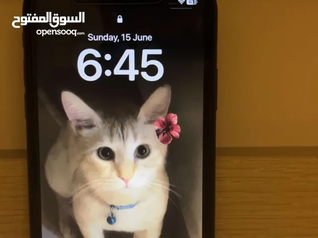 Apple iPhone 11 128 GB in Amman