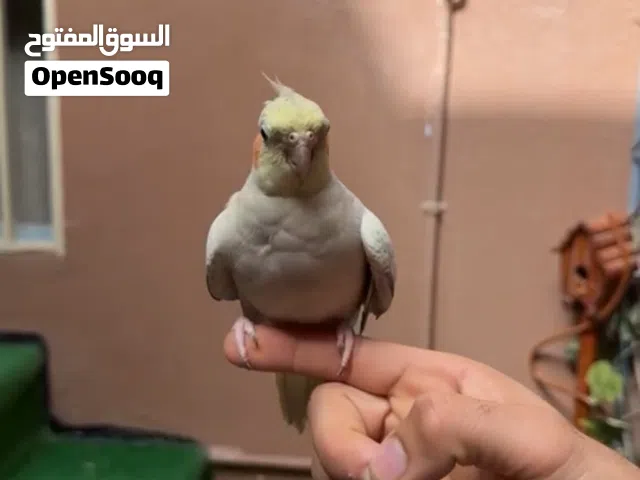 كوكتيل أليف جدا