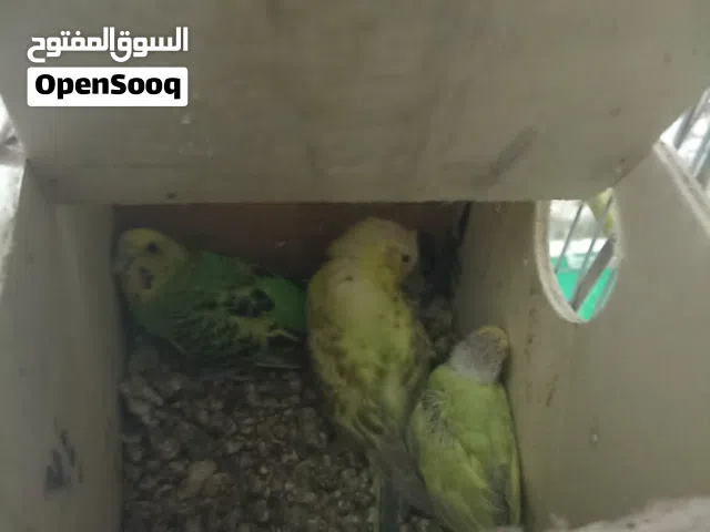 طيورللبيع ممتازااا
