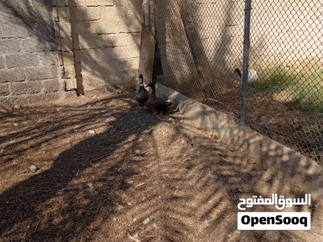 للبيع بط بري