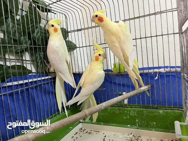 عصفور كوكتيل