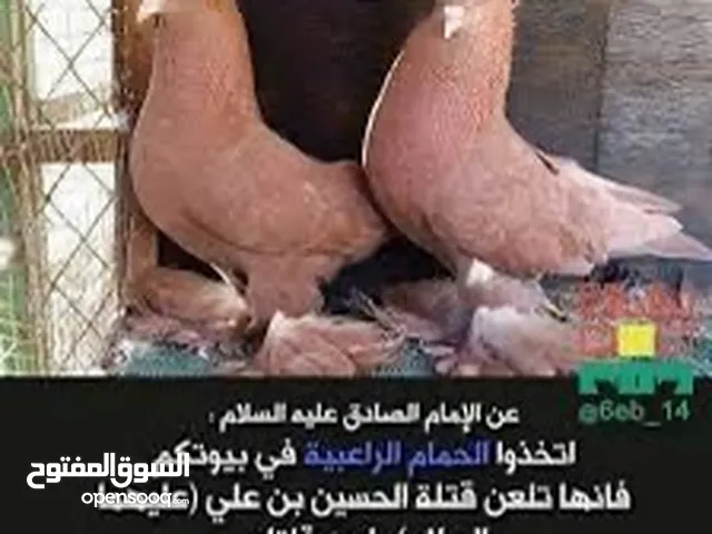متاح زوج رواعب اصلي نجفي