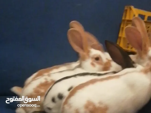 أرانب بابيون عملاق فرنسي