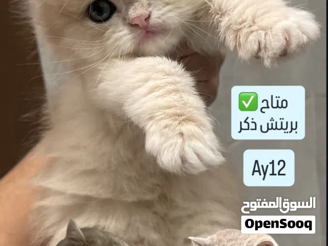 للبيع ذكر بريتش صغير ay12