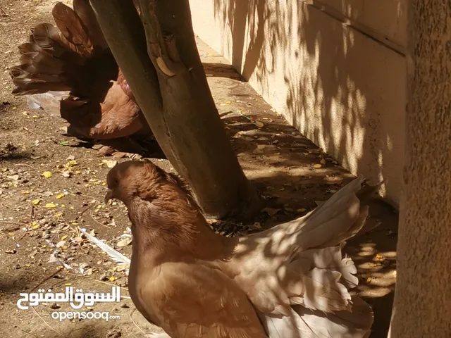 Beautiful multicolour pigeons