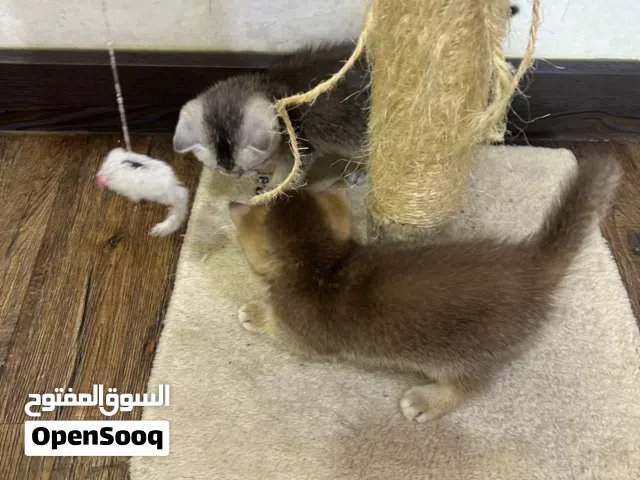 للبيع قطط سكوتش كتن جميلة