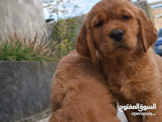 جولدن ريتريفر بريطاني آصلي  Golden عرض خاص retriever pure اعلى مستوى في الشرق الاوسط