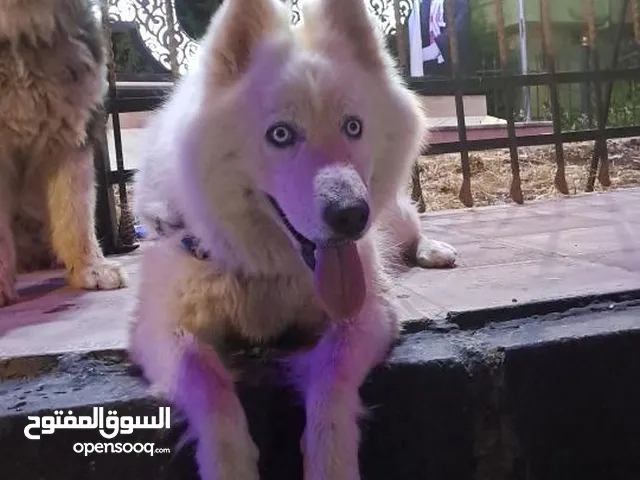 هاسكي سامويد