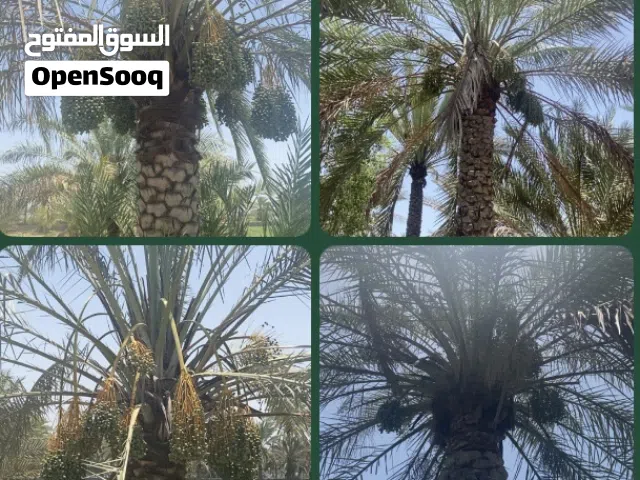 أشجار النخيل للبيع من ارتفاع متر إلى 4 متر