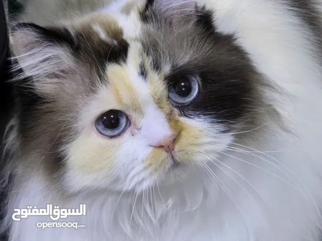cat for adoption