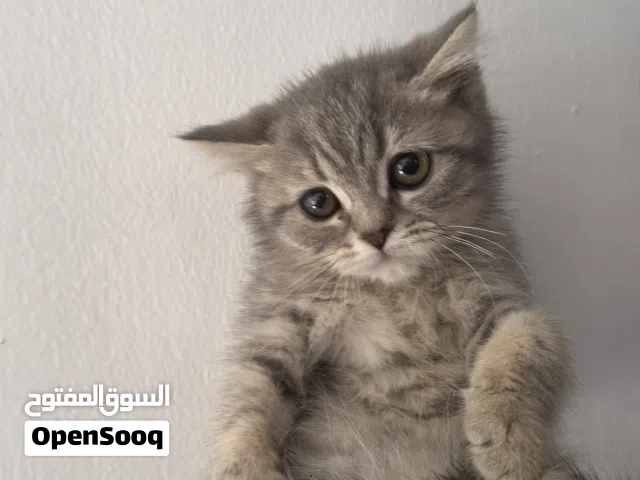 قطط للبيع وتبني  قابل للمساومه بلمعقول للجادين