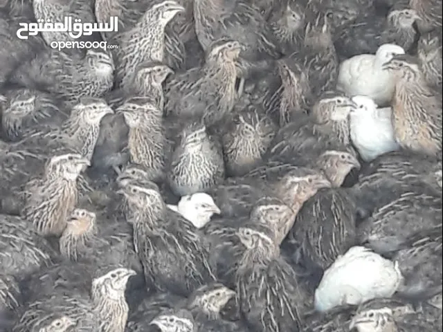 فري سوبر جامبو كافة الاعمار للبيع