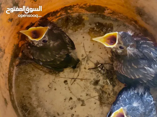 طائر شحرور زوز ذكور وانثى