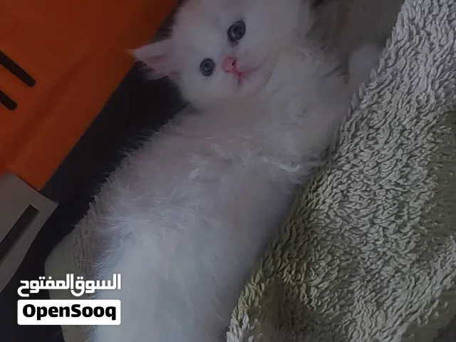 قطط شيرازي صغيره للبيع