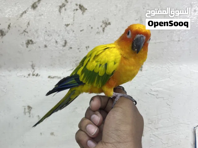 Sun conure