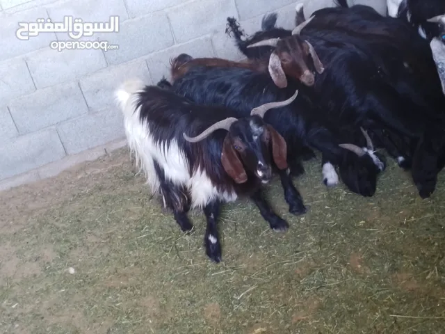 السلام عليكم متوفرات 8 جديان فيهم واحده امبدل وعناق العدد الاجمالي 9 السعر 850 المكان ترهونة