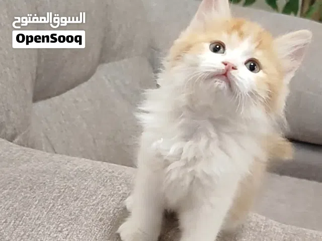 قطة صغيرة كتن