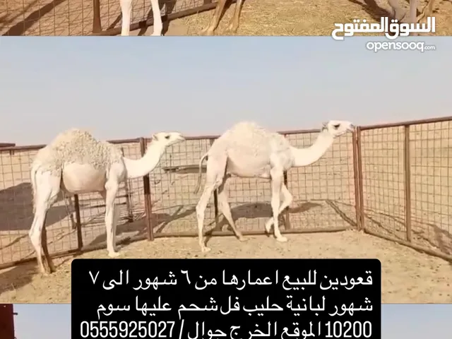 قعودين من 6 شهور الى 7 شهور للبيع