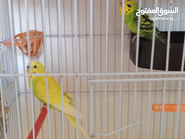 جوز حب شغال