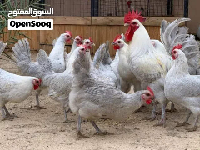 صوص فيومي الامنيوم