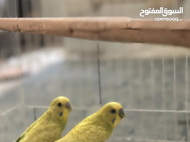 طيور بادجي