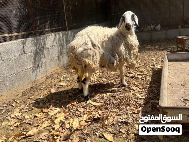 حملة نعيمية سمينة للبيع