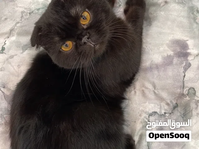 ذكر سكوتش فولد بني غامق للتبني