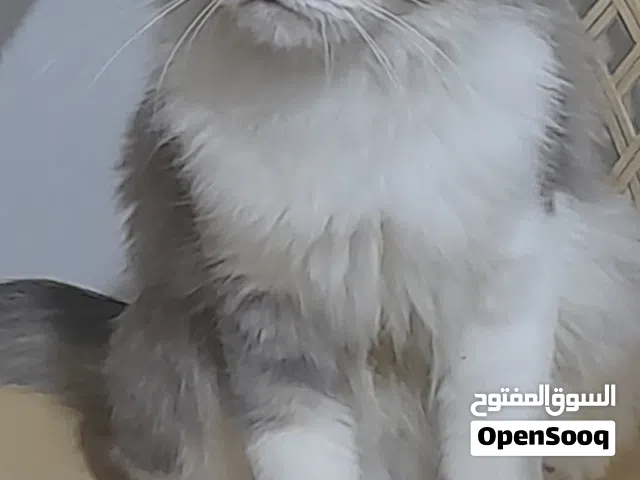 قطه نوع هملايا نظيفه اليفه عمرها سنه جايبه مرة وحده