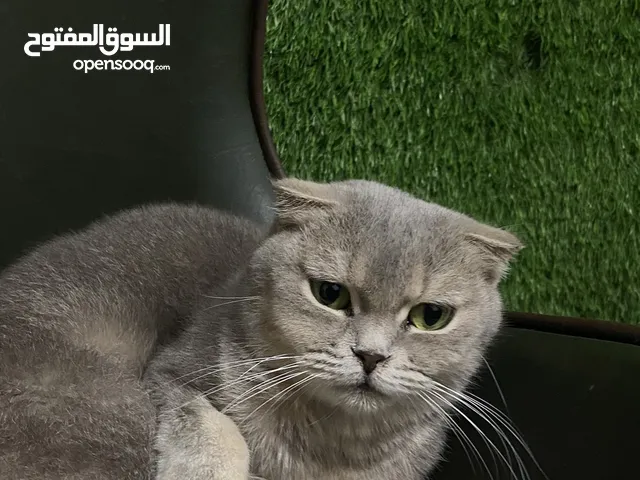 سكوتش فولد ay انثى للتبني